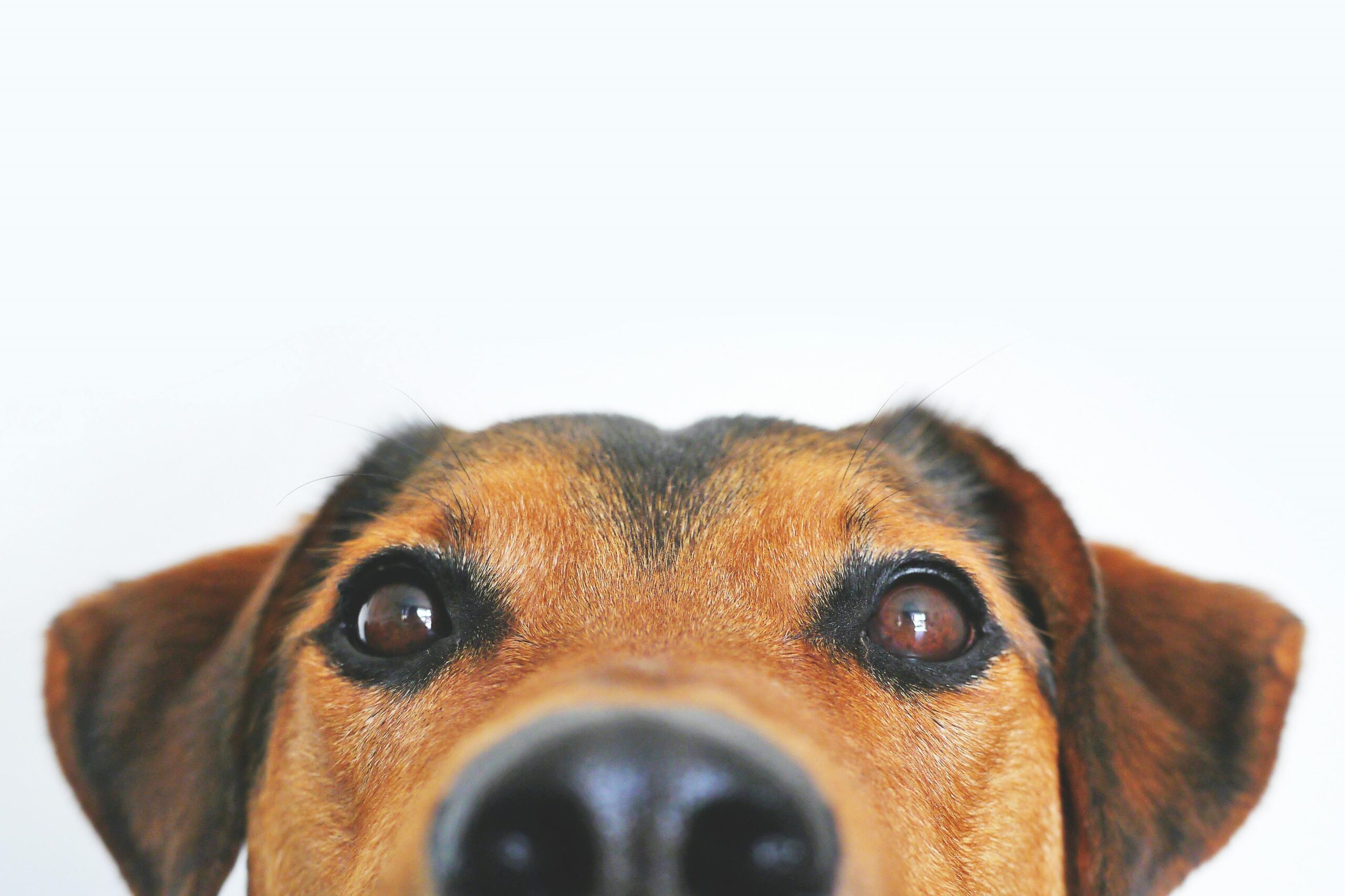 Hond in rust